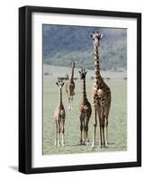 Giraffes Standing in a Forest, Lake Manyara, Tanzania-null-Framed Photographic Print