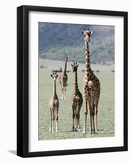 Giraffes Standing in a Forest, Lake Manyara, Tanzania-null-Framed Photographic Print