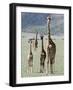 Giraffes Standing in a Forest, Lake Manyara, Tanzania-null-Framed Photographic Print