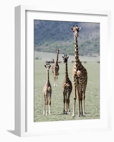 Giraffes Standing in a Forest, Lake Manyara, Tanzania-null-Framed Photographic Print