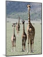 Giraffes Standing in a Forest, Lake Manyara, Tanzania-null-Mounted Photographic Print