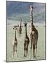 Giraffes Standing in a Forest, Lake Manyara, Tanzania-null-Mounted Photographic Print