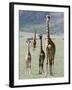 Giraffes Standing in a Forest, Lake Manyara, Tanzania-null-Framed Photographic Print