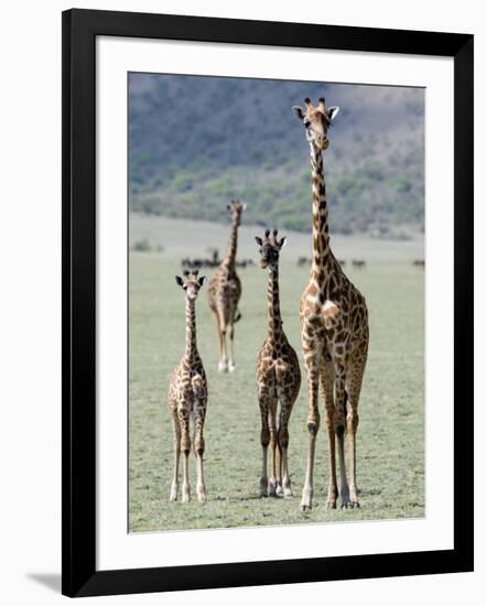 Giraffes Standing in a Forest, Lake Manyara, Tanzania-null-Framed Photographic Print