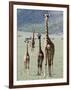 Giraffes Standing in a Forest, Lake Manyara, Tanzania-null-Framed Photographic Print