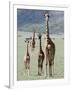 Giraffes Standing in a Forest, Lake Manyara, Tanzania-null-Framed Photographic Print