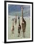 Giraffes Standing in a Forest, Lake Manyara, Tanzania-null-Framed Photographic Print