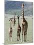 Giraffes Standing in a Forest, Lake Manyara, Tanzania-null-Mounted Photographic Print