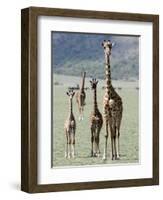 Giraffes Standing in a Forest, Lake Manyara, Tanzania-null-Framed Photographic Print