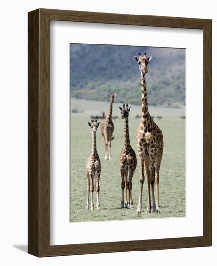 Giraffes Standing in a Forest, Lake Manyara, Tanzania-null-Framed Photographic Print