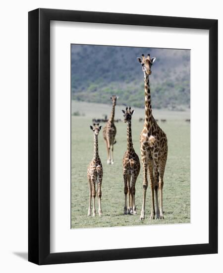 Giraffes Standing in a Forest, Lake Manyara, Tanzania-null-Framed Photographic Print