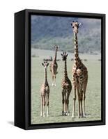 Giraffes Standing in a Forest, Lake Manyara, Tanzania-null-Framed Stretched Canvas