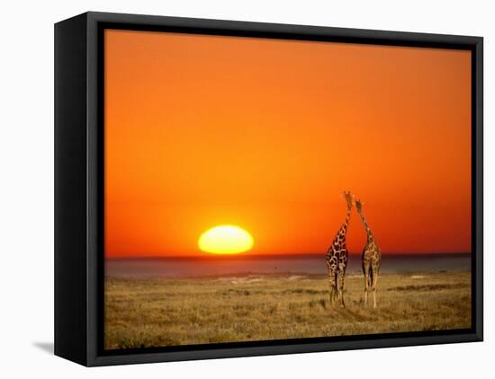 Giraffes Stretch their Necks at Sunset, Ethosha National Park, Namibia-Janis Miglavs-Framed Stretched Canvas