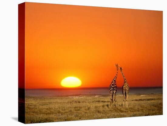 Giraffes Stretch their Necks at Sunset, Ethosha National Park, Namibia-Janis Miglavs-Stretched Canvas