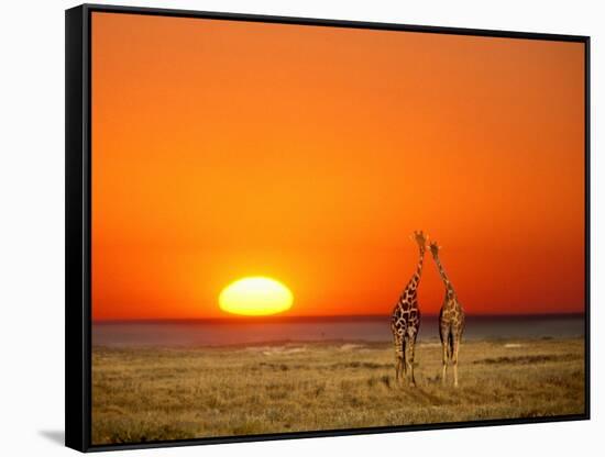 Giraffes Stretch their Necks at Sunset, Ethosha National Park, Namibia-Janis Miglavs-Framed Stretched Canvas