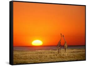 Giraffes Stretch their Necks at Sunset, Ethosha National Park, Namibia-Janis Miglavs-Framed Stretched Canvas