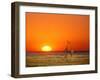 Giraffes Stretch their Necks at Sunset, Ethosha National Park, Namibia-Janis Miglavs-Framed Premium Photographic Print