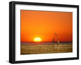 Giraffes Stretch their Necks at Sunset, Ethosha National Park, Namibia-Janis Miglavs-Framed Premium Photographic Print