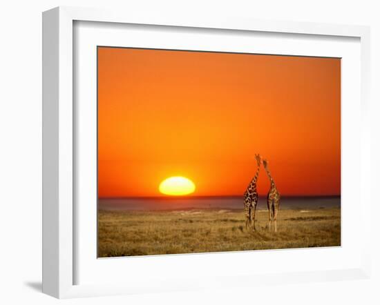 Giraffes Stretch their Necks at Sunset, Ethosha National Park, Namibia-Janis Miglavs-Framed Premium Photographic Print