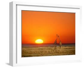 Giraffes Stretch their Necks at Sunset, Ethosha National Park, Namibia-Janis Miglavs-Framed Premium Photographic Print