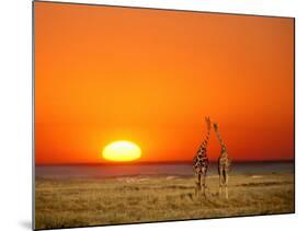 Giraffes Stretch their Necks at Sunset, Ethosha National Park, Namibia-Janis Miglavs-Mounted Photographic Print