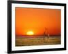 Giraffes Stretch their Necks at Sunset, Ethosha National Park, Namibia-Janis Miglavs-Framed Photographic Print