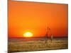 Giraffes Stretch their Necks at Sunset, Ethosha National Park, Namibia-Janis Miglavs-Mounted Photographic Print