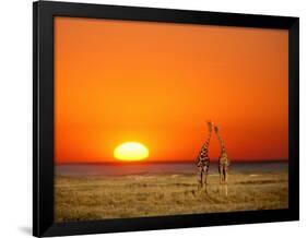 Giraffes Stretch their Necks at Sunset, Ethosha National Park, Namibia-Janis Miglavs-Framed Photographic Print