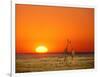 Giraffes Stretch their Necks at Sunset, Ethosha National Park, Namibia-Janis Miglavs-Framed Photographic Print