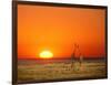 Giraffes Stretch their Necks at Sunset, Ethosha National Park, Namibia-Janis Miglavs-Framed Photographic Print