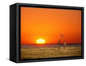 Giraffes Stretch their Necks at Sunset, Ethosha National Park, Namibia-Janis Miglavs-Framed Stretched Canvas