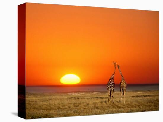 Giraffes Stretch their Necks at Sunset, Ethosha National Park, Namibia-Janis Miglavs-Stretched Canvas