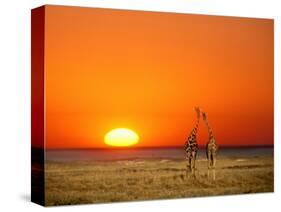 Giraffes Stretch their Necks at Sunset, Ethosha National Park, Namibia-Janis Miglavs-Stretched Canvas