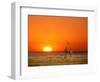 Giraffes Stretch their Necks at Sunset, Ethosha National Park, Namibia-Janis Miglavs-Framed Photographic Print