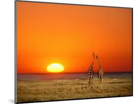 Giraffes Stretch their Necks at Sunset, Ethosha National Park, Namibia-Janis Miglavs-Mounted Photographic Print