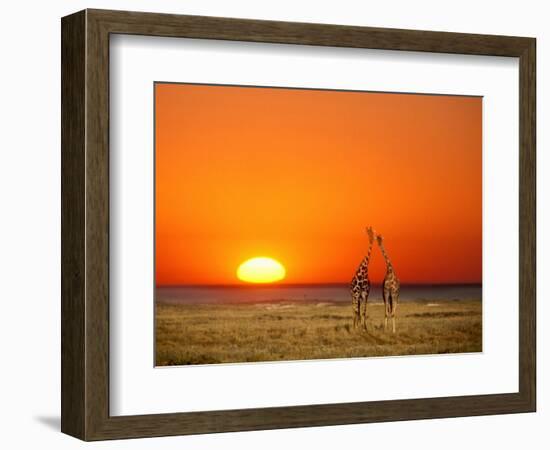 Giraffes Stretch their Necks at Sunset, Ethosha National Park, Namibia-Janis Miglavs-Framed Premium Photographic Print