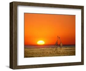 Giraffes Stretch their Necks at Sunset, Ethosha National Park, Namibia-Janis Miglavs-Framed Premium Photographic Print