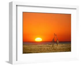 Giraffes Stretch their Necks at Sunset, Ethosha National Park, Namibia-Janis Miglavs-Framed Premium Photographic Print