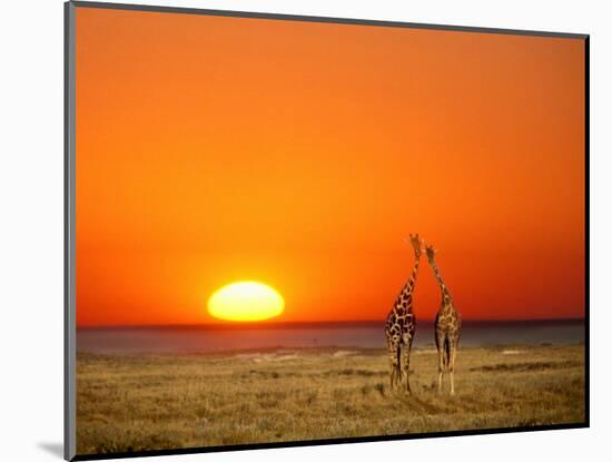 Giraffes Stretch their Necks at Sunset, Ethosha National Park, Namibia-Janis Miglavs-Mounted Premium Photographic Print