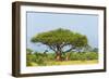 Giraffes under an acacia tree on the savanna, Murchison Falls National park, Uganda-Keren Su-Framed Photographic Print