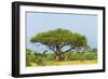 Giraffes under an acacia tree on the savanna, Murchison Falls National park, Uganda-Keren Su-Framed Photographic Print