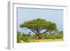 Giraffes under an acacia tree on the savanna, Murchison Falls National park, Uganda-Keren Su-Framed Photographic Print