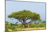 Giraffes under an acacia tree on the savanna, Murchison Falls National park, Uganda-Keren Su-Mounted Photographic Print