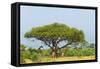 Giraffes under an acacia tree on the savanna, Murchison Falls National park, Uganda-Keren Su-Framed Stretched Canvas