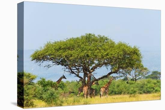 Giraffes under an acacia tree on the savanna, Murchison Falls National park, Uganda-Keren Su-Stretched Canvas