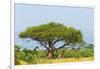 Giraffes under an acacia tree on the savanna, Murchison Falls National park, Uganda-Keren Su-Framed Photographic Print