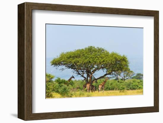 Giraffes under an acacia tree on the savanna, Murchison Falls National park, Uganda-Keren Su-Framed Photographic Print