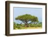 Giraffes under an acacia tree on the savanna, Murchison Falls National park, Uganda-Keren Su-Framed Photographic Print