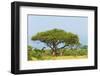 Giraffes under an acacia tree on the savanna, Murchison Falls National park, Uganda-Keren Su-Framed Photographic Print