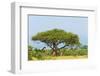 Giraffes under an acacia tree on the savanna, Murchison Falls National park, Uganda-Keren Su-Framed Photographic Print